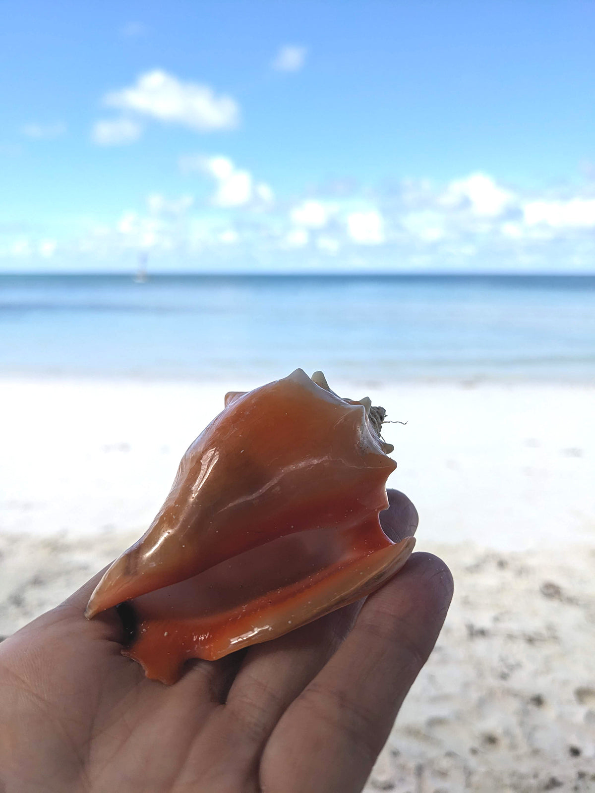 Cuban seashell